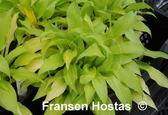 Hosta Sunlight Child